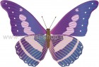  Πεταλούδα